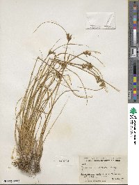 Juncus interior image