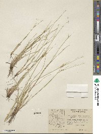 Juncus interior image