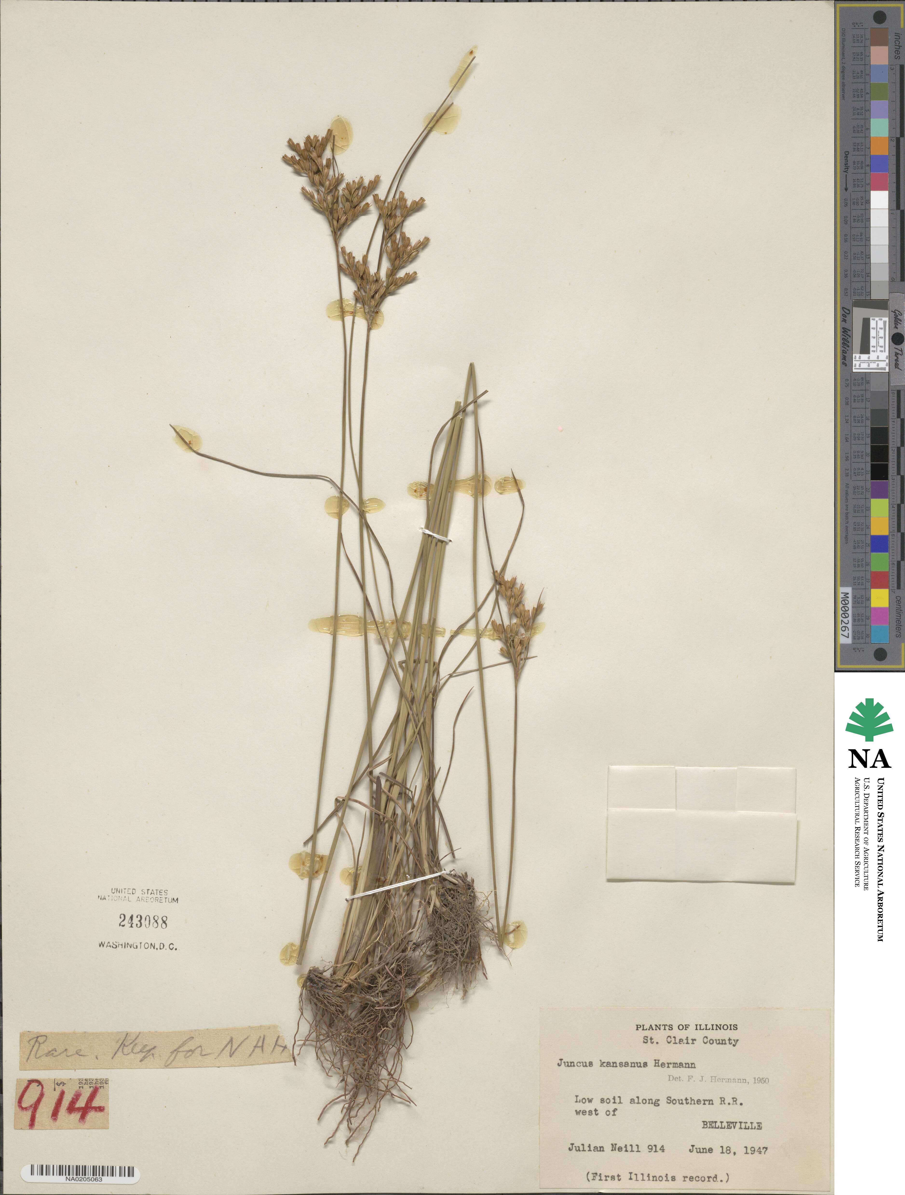 Juncus brachyphyllus image