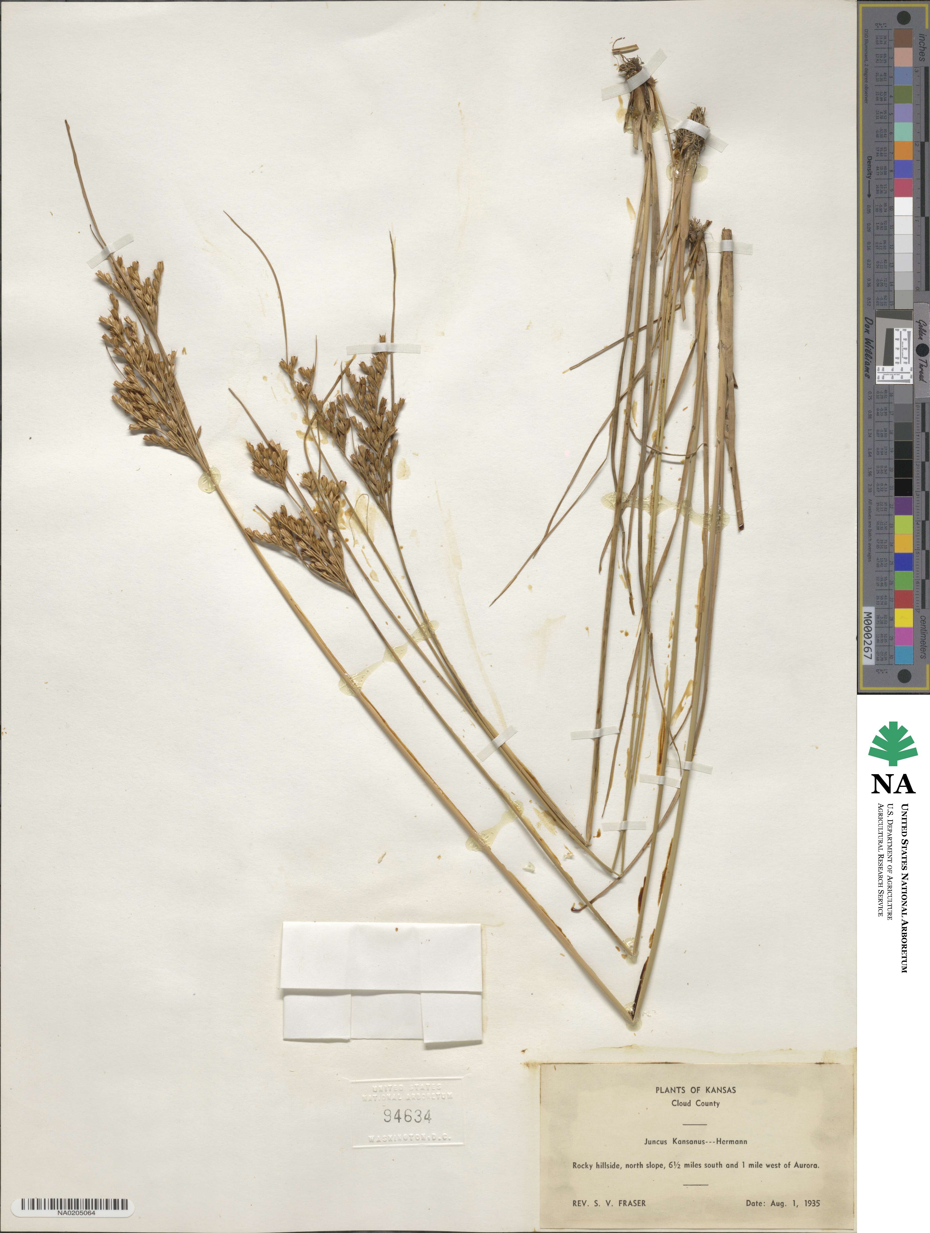 Juncus brachyphyllus image