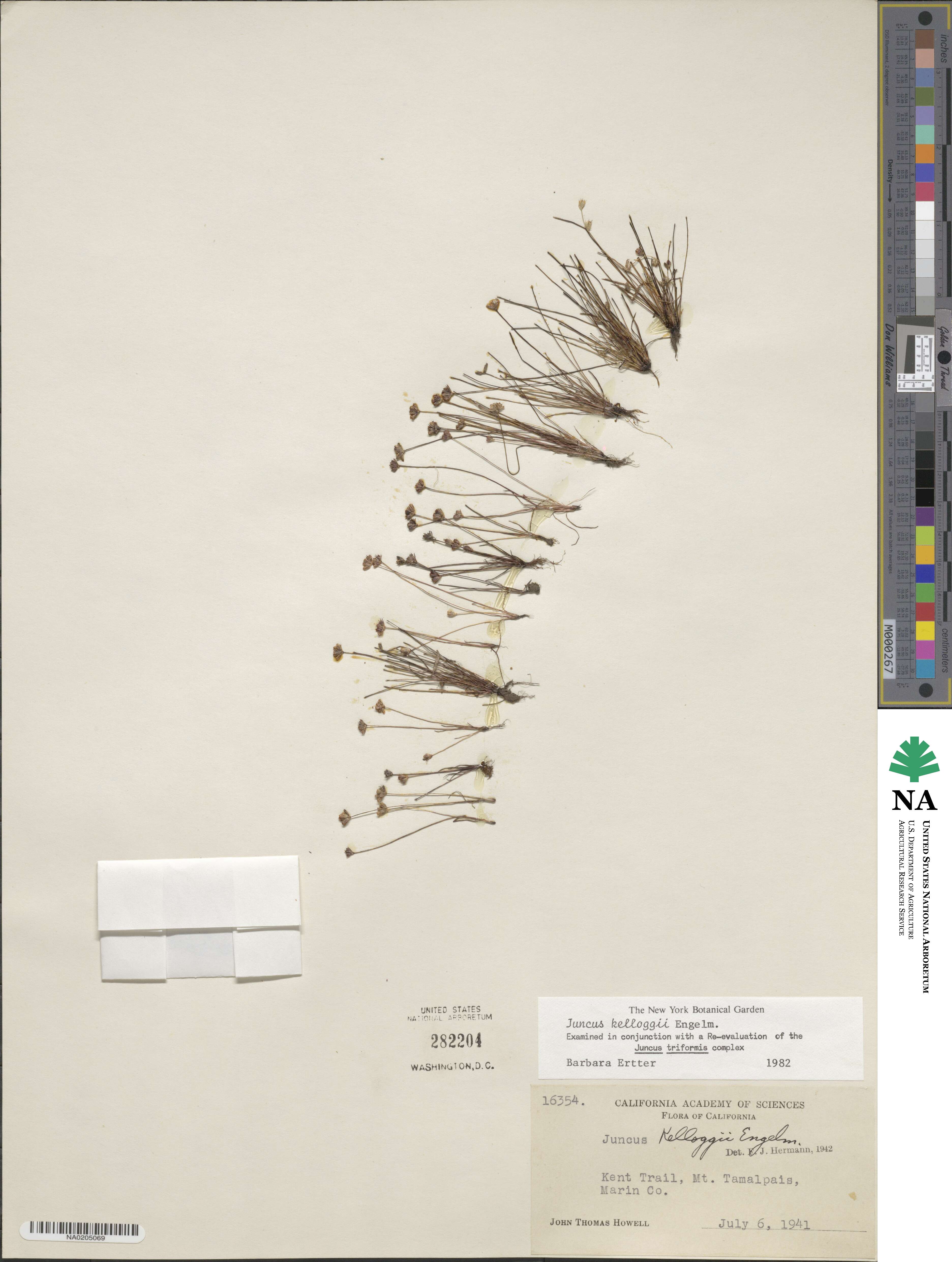 Juncus kelloggii image