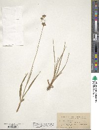 Juncus longistylis image