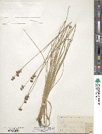 Juncus longistylis image