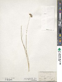 Juncus longistylis image