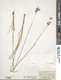 Juncus longistylis image