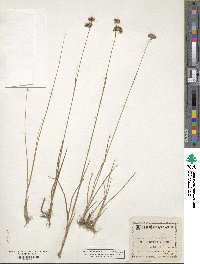 Juncus longistylis image