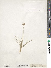 Juncus longistylis image