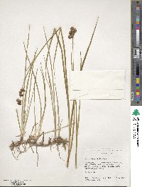 Juncus longistylis image