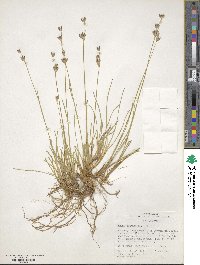 Juncus longistylis image