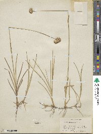 Juncus longistylis image