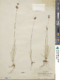 Juncus longistylis image