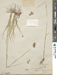 Juncus longistylis image