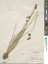 Juncus longistylis image