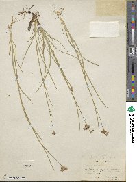 Juncus longistylis image