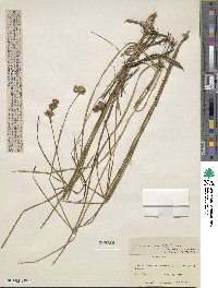 Juncus longistylis image