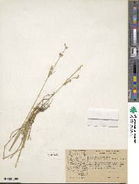 Juncus longistylis image