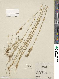 Juncus longistylis image