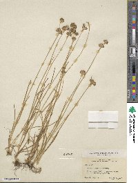 Juncus longistylis image