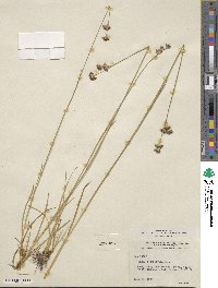 Juncus longistylis image