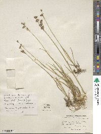 Juncus longistylis image