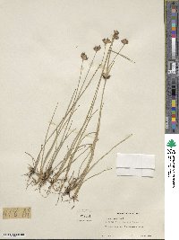 Juncus longistylis image