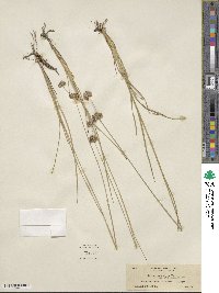 Juncus longistylis image