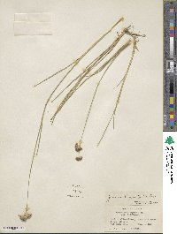 Juncus longistylis image