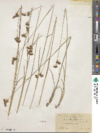 Juncus longistylis image