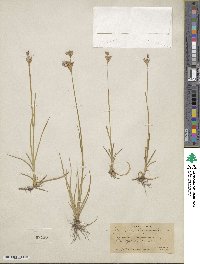 Juncus longistylis image