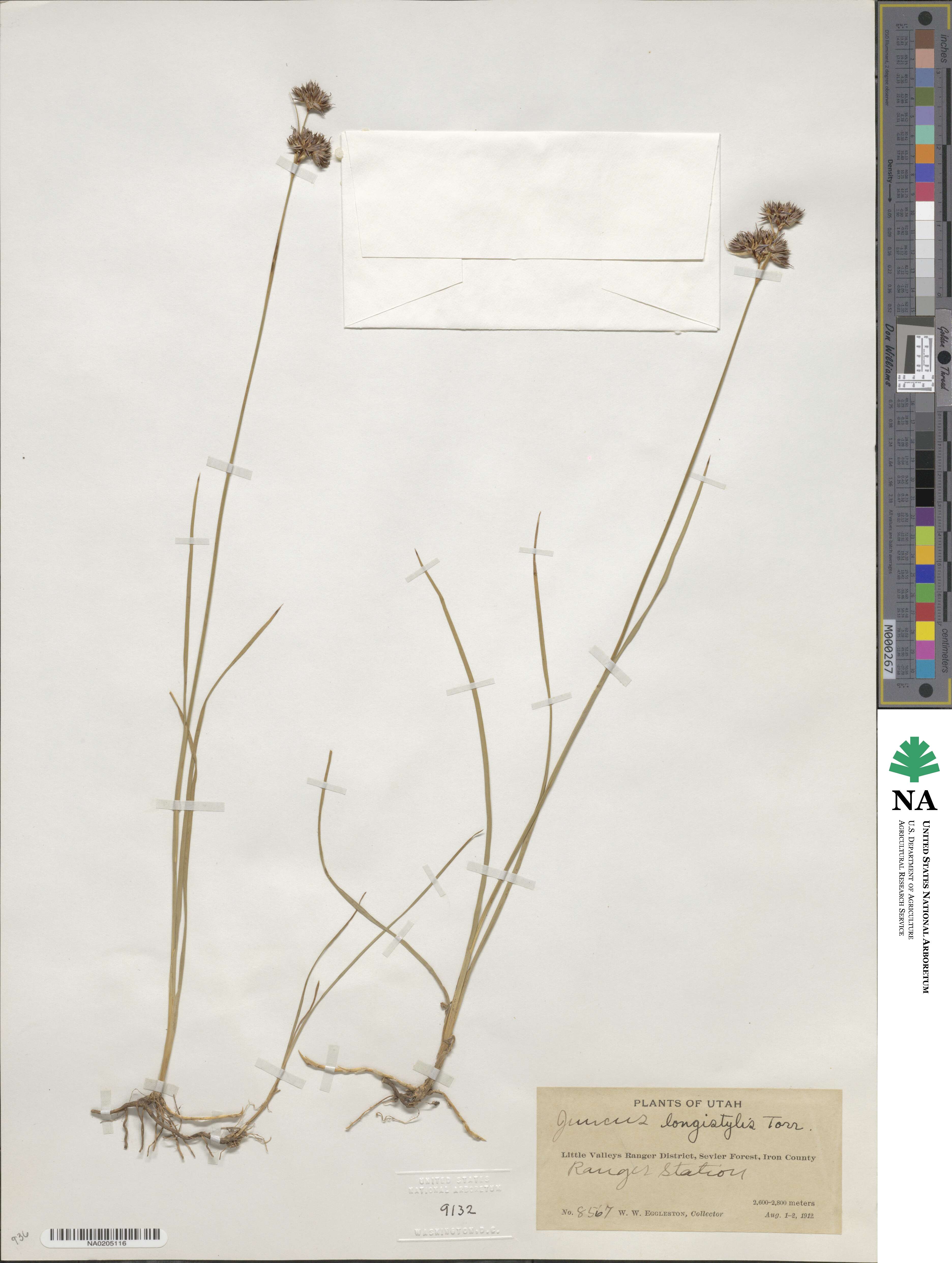 Juncus longistylis image