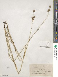 Juncus longistylis image