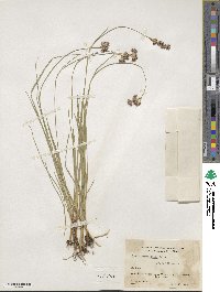 Juncus longistylis image