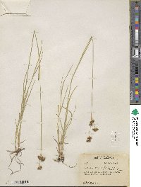 Juncus longistylis image