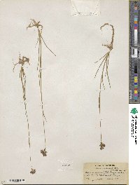 Juncus longistylis image