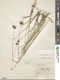 Juncus longistylis image