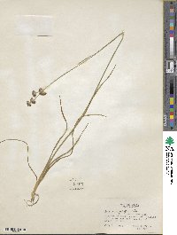 Juncus longistylis image