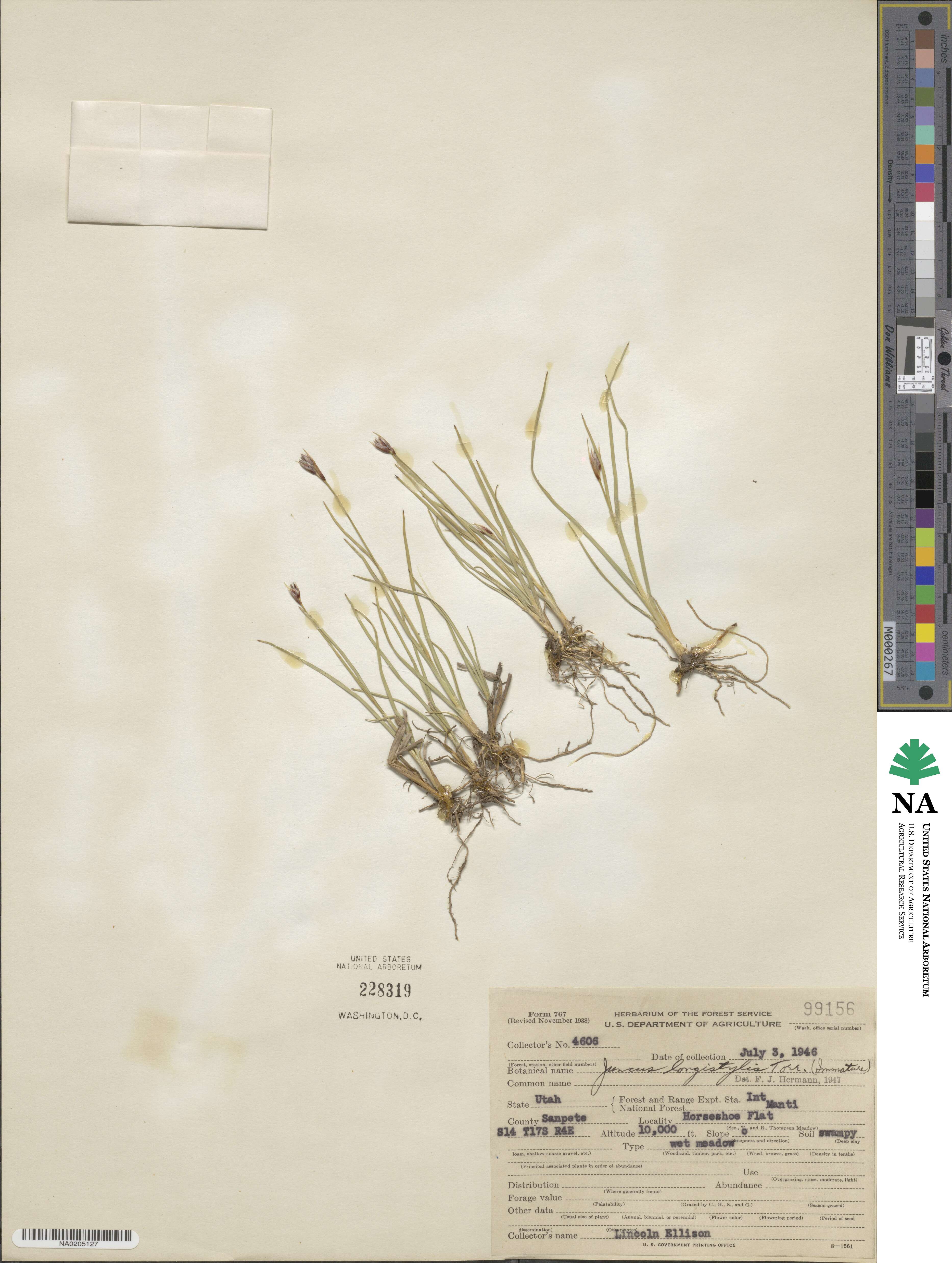 Juncus longistylis image