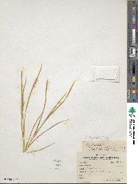 Juncus longistylis image