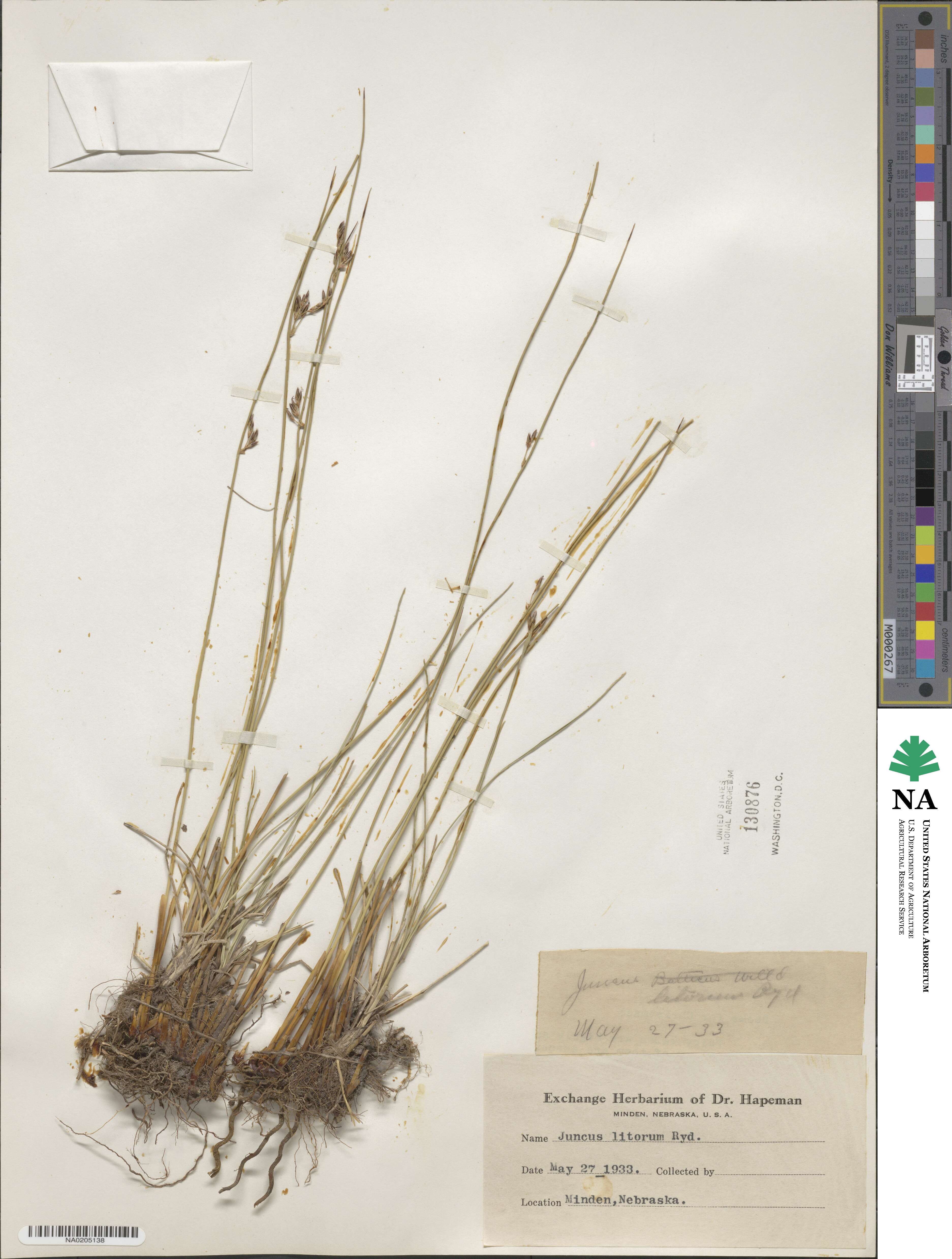 Juncus balticus subsp. littoralis image