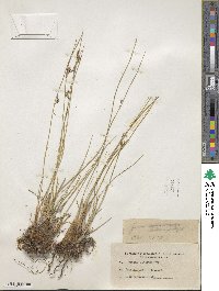 Juncus balticus image