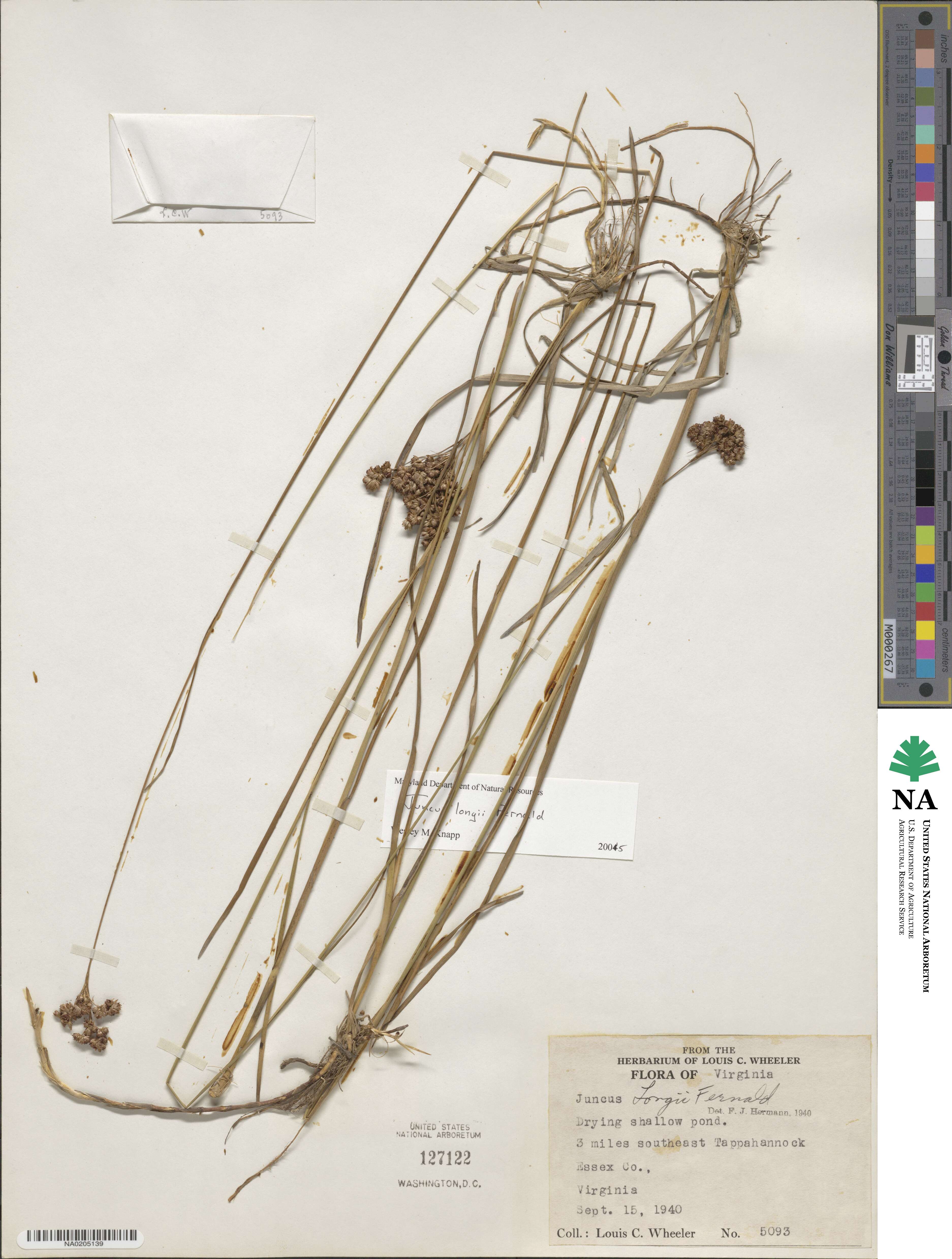 Juncus longii image
