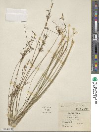 Juncus tenuis image