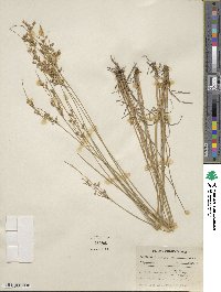 Juncus tenuis image