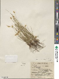 Juncus tenuis image