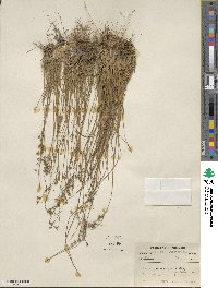 Juncus tenuis image