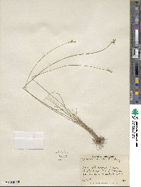 Juncus tenuis image