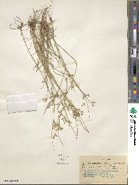 Juncus tenuis image