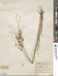 Juncus tenuis image