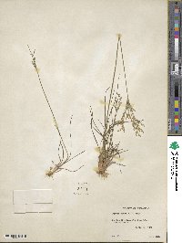 Juncus tenuis image