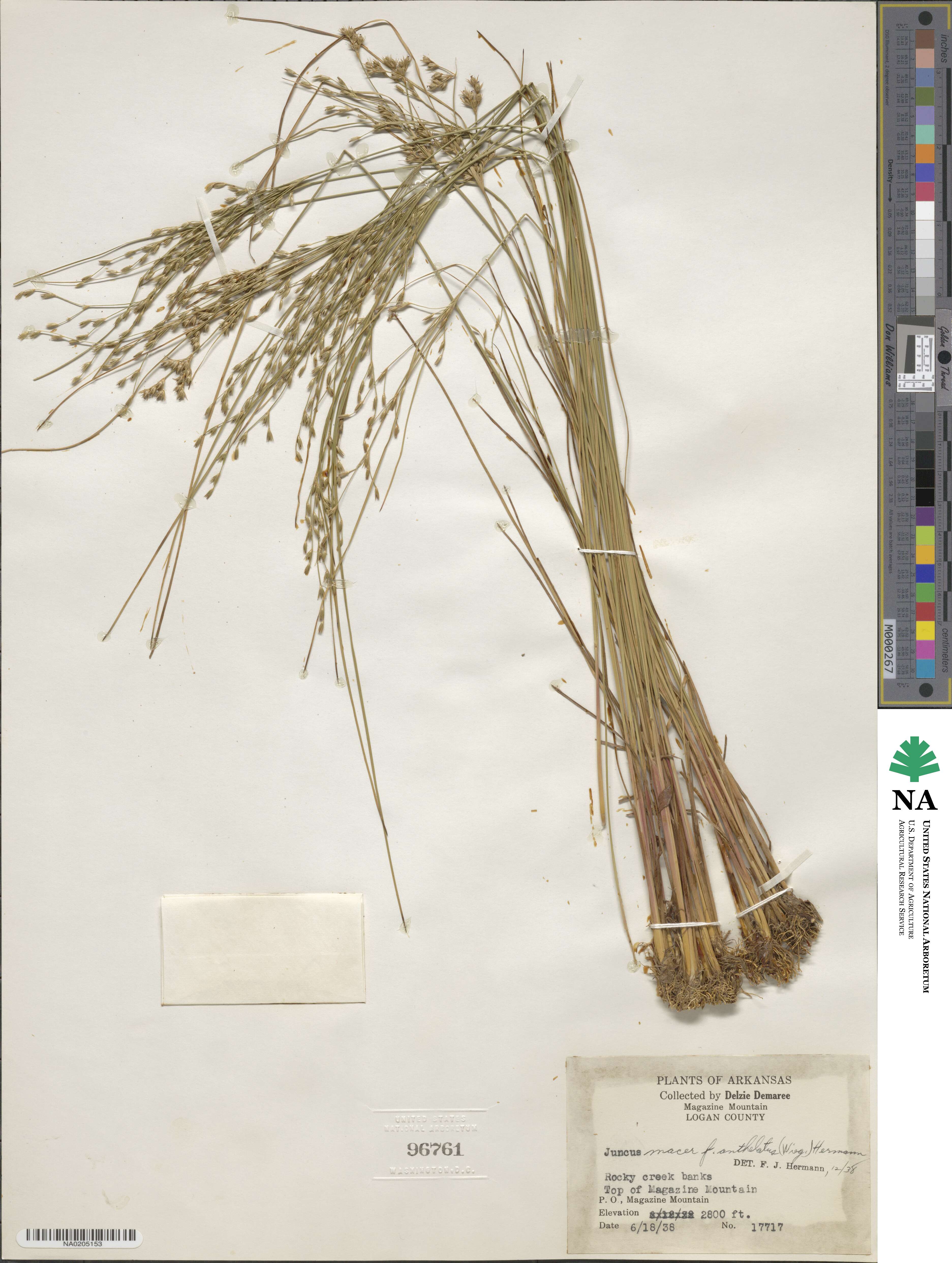 Juncus anthelatus image